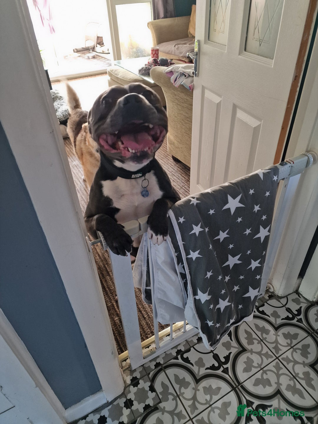 Staffordshire Bull Terrier dogs for sale: Blue and White Male Staffy for Rehome  - Image 2