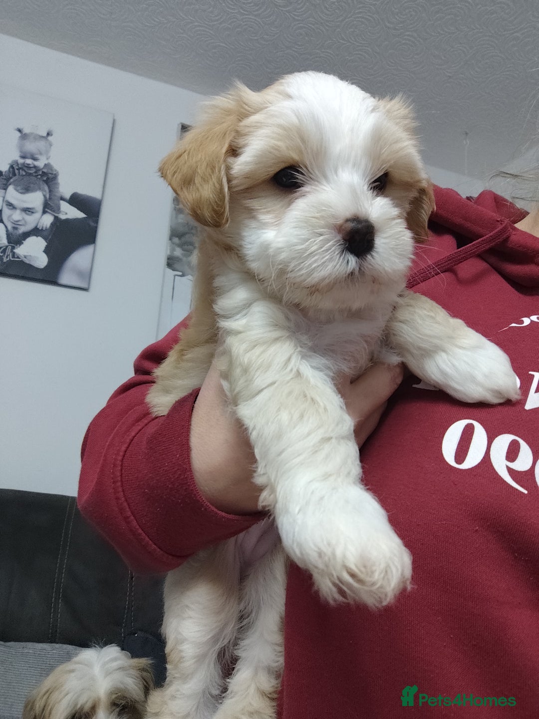 Tibetan Terrier dogs for sale: KC Tibetan Terrier Puppy  - Advert 17