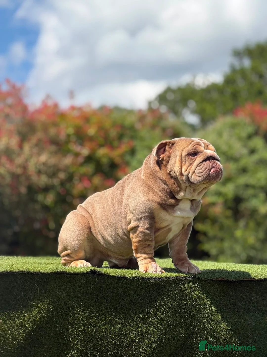 English Bulldog dogs for stud: Lilac English bulldog stud - Advert 1