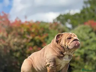 English Bulldog dogs Lilac English bulldog stud - Advert 5