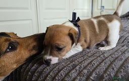 Jack Russell dogs for sale: 🐶 Jack Russell Puppies  – 4 Females & 1 Male 🐶 - Image 6