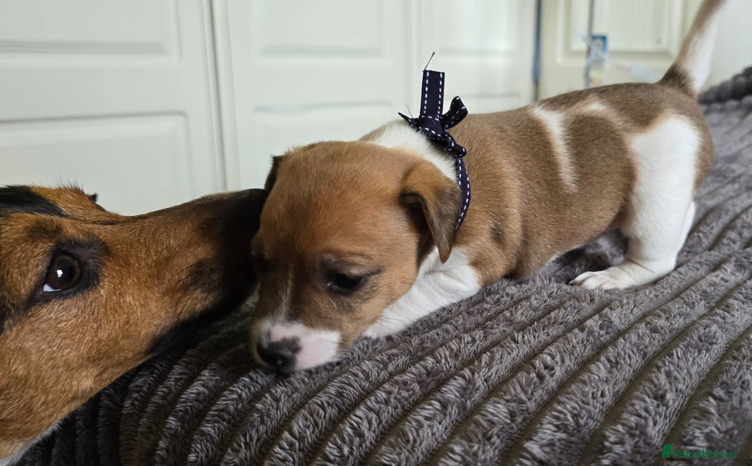Jack Russell dogs for sale: 🐶 Jack Russell Puppies  – 4 Females & 1 Male 🐶 - Image 6