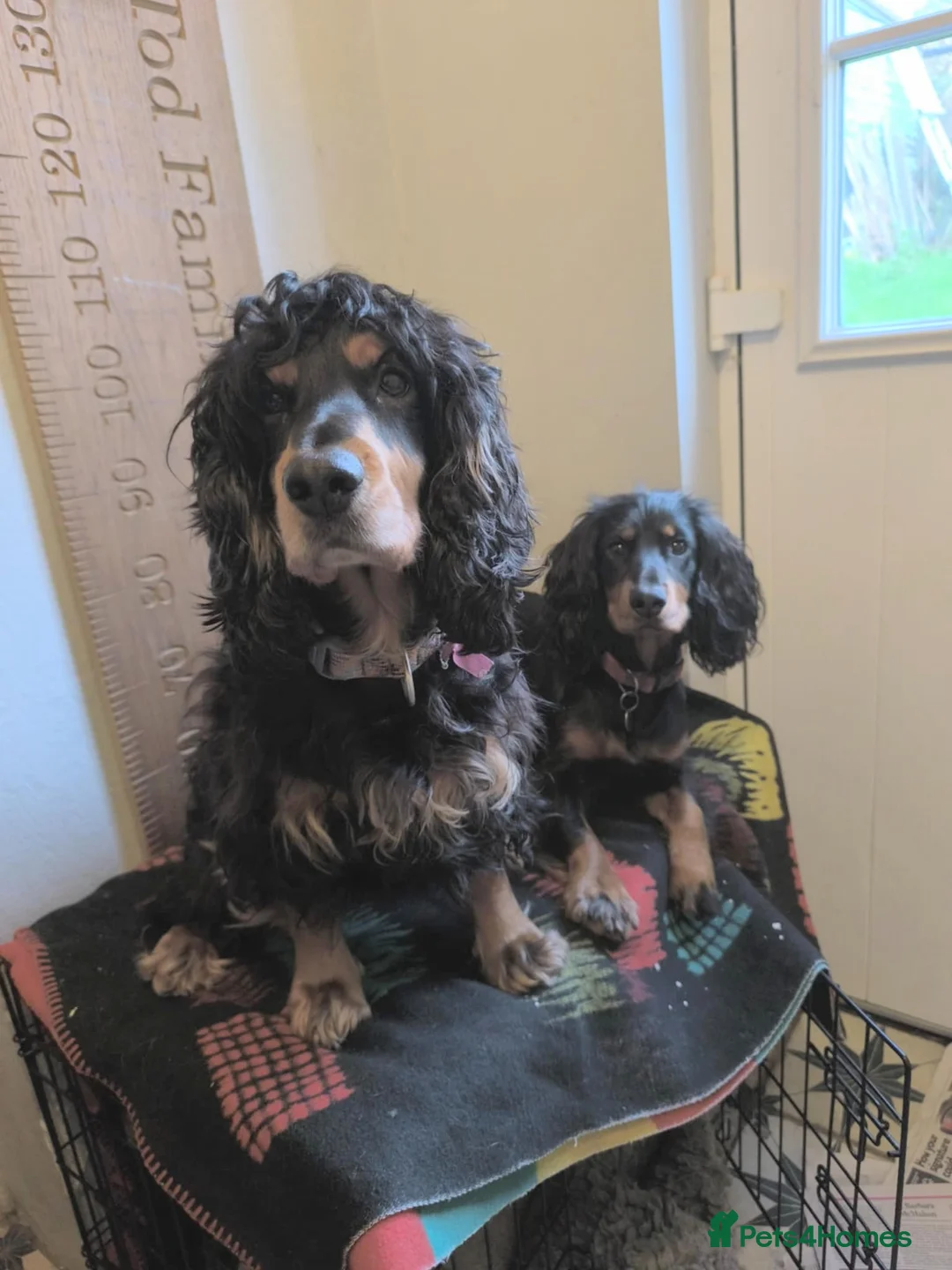 Cocker Spaniel dogs for sale: Expected litter due 12/3/26 - Advert 5