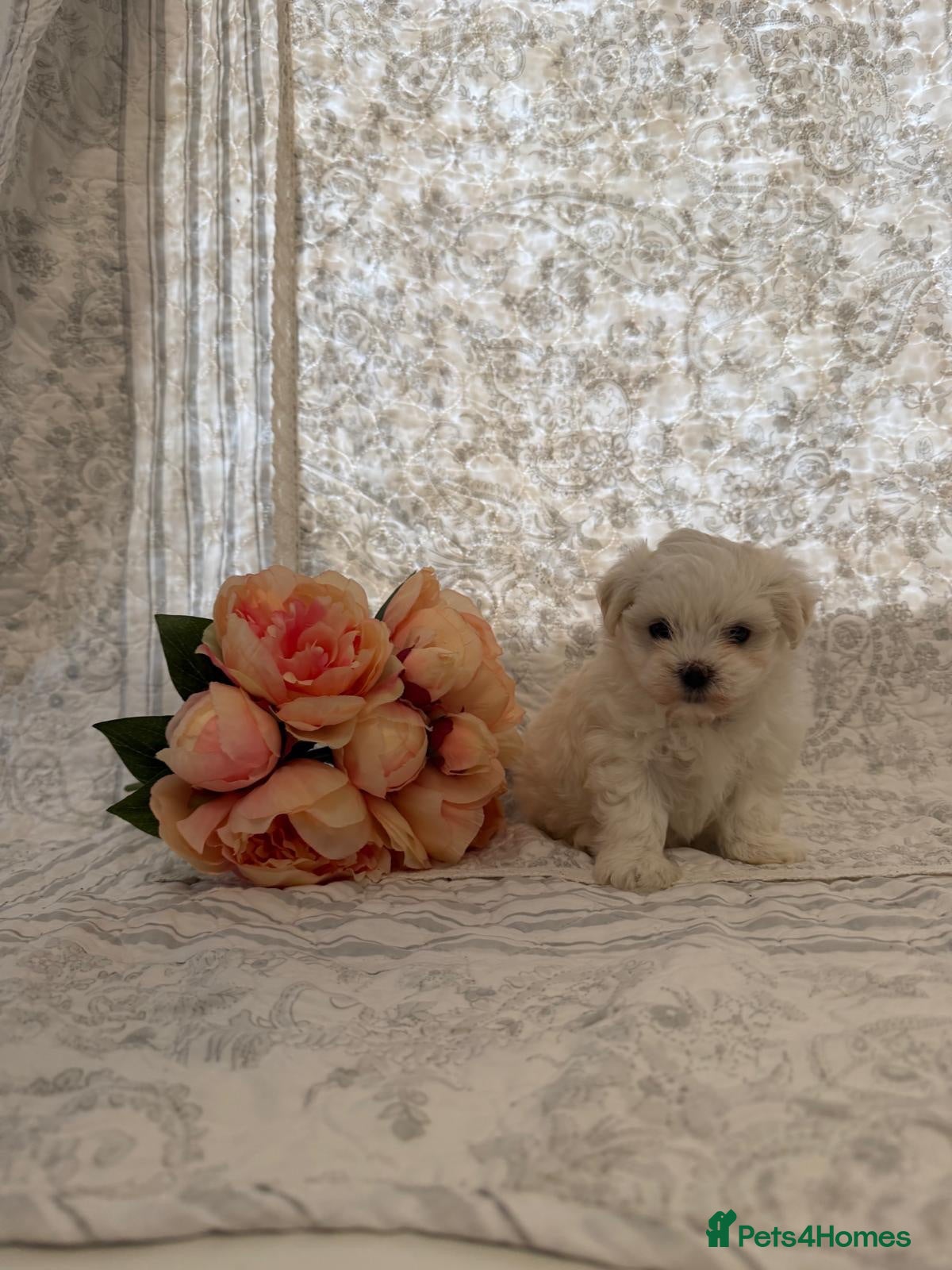 Maltese dogs 🤩 2 stunning Maltese 🤩 - Advert 16