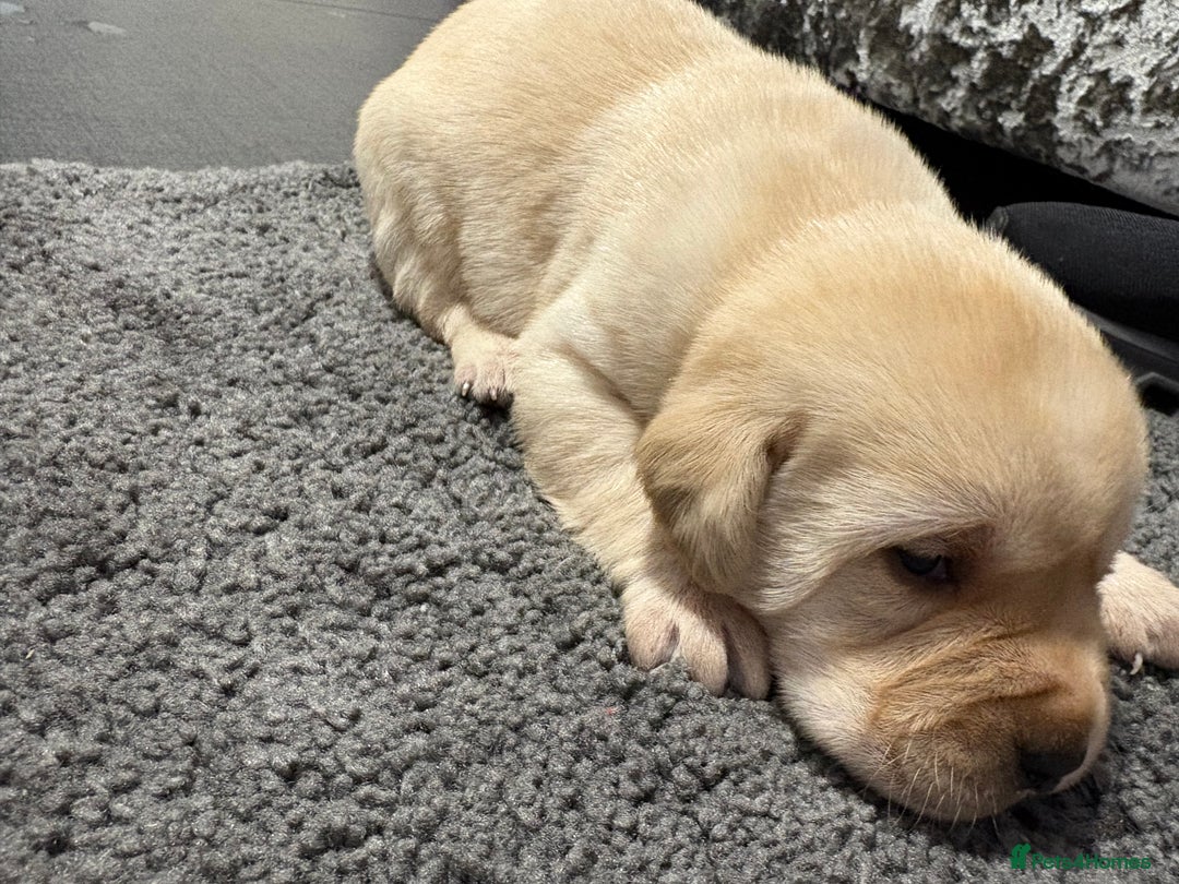 Labrador Retriever dogs for sale: Beautiful lab puppies looking forever homes ❤️ - Advert 4