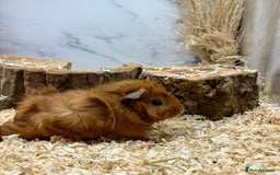 Guinea Pig rodents for sale: Lots of Baby Guinea Pigs for sale - Image 13