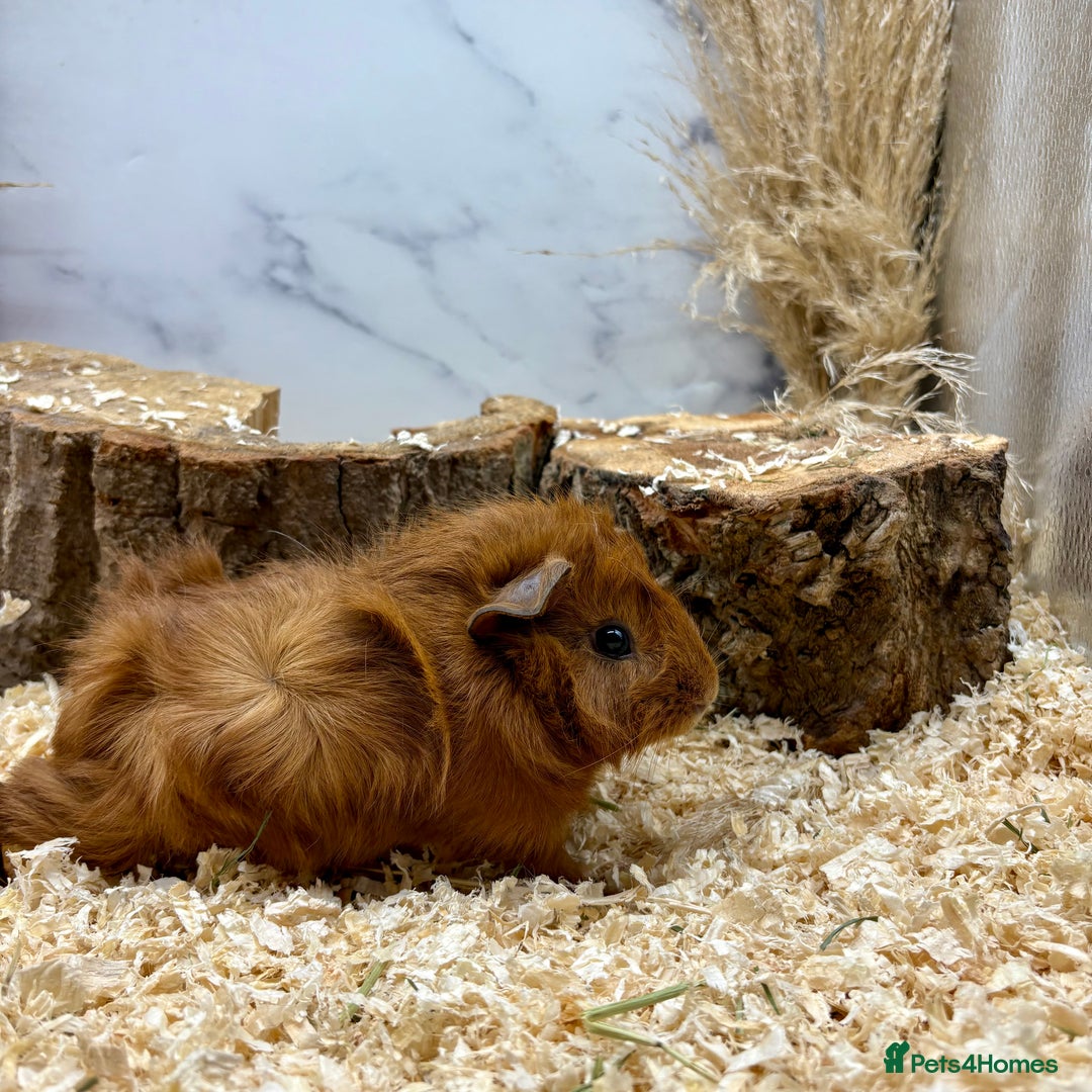 Guinea Pig rodents for sale: Lots of Baby Guinea Pigs for sale - Image 13