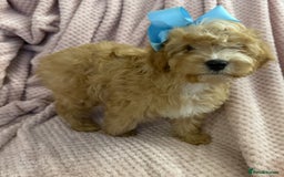 Cavapoo dogs for sale: Beautiful F1 Cavapoo boy & girl puppies - Image 15