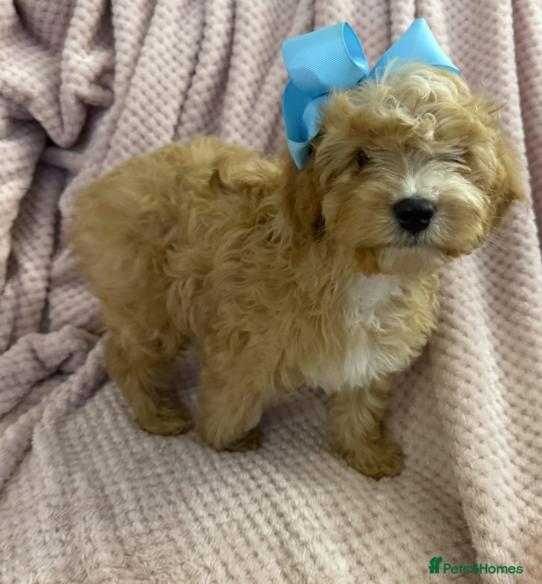 Cavapoo dogs for sale: Beautiful F1 Cavapoo boy & girl puppies - Image 15