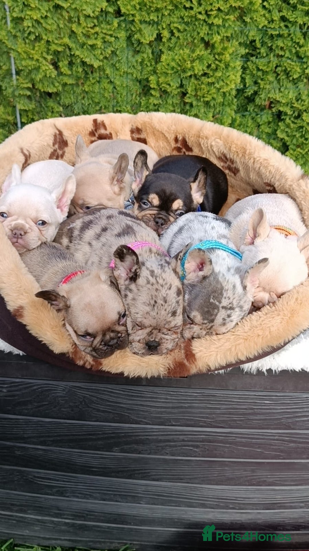 French Bulldog dogs for sale: ❤️ 🐶 beautiful French bulldog puppies ❤️🐶 - Image 3