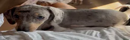Miniature Dachshund dogs for sale: Beautiful miniature dachshund puppies  - Advert 5