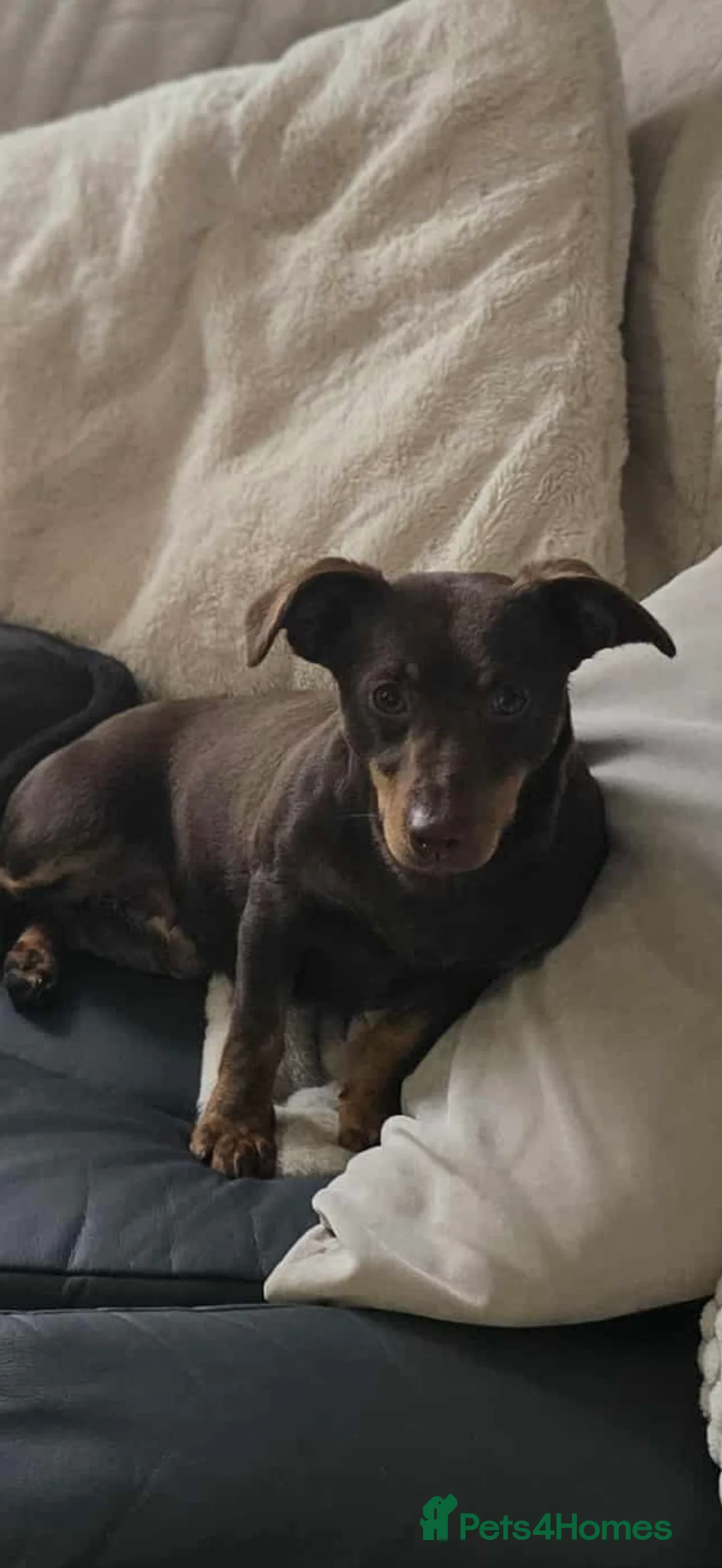 Jack Russell dogs for sale: Beautiful miniature chocolate&tan adult female.  - Advert 4