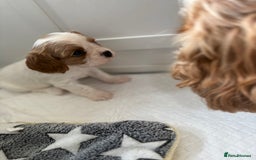 Cavalier King Charles Spaniel dogs for sale: DNA Health Tested Cavalier King Charles Puppies in Heathfield - Image 9
