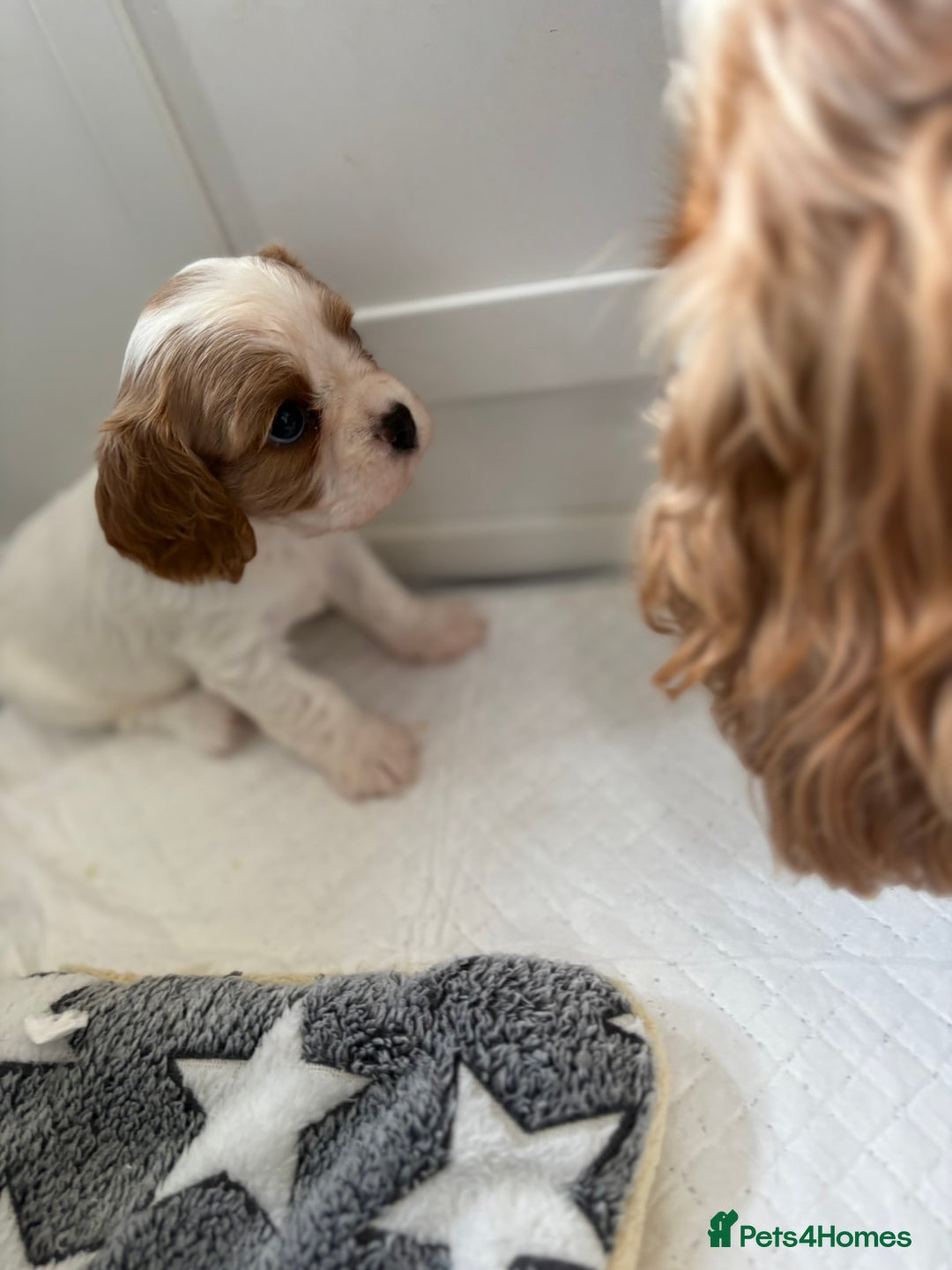 Cavalier King Charles Spaniel dogs for sale: DNA Health Tested Cavalier King Charles Puppies in Heathfield - Image 9