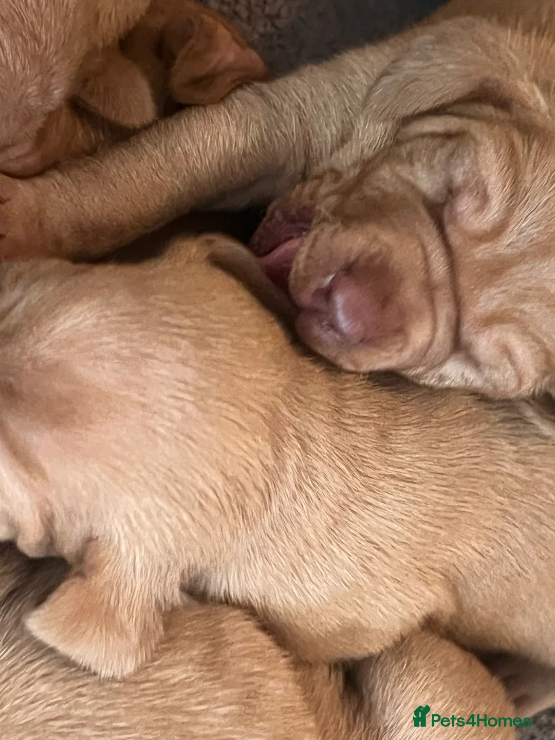 Hungarian Vizsla dogs for sale: Chunky curious pupies for March!! 🐶🐶 - Advert 9