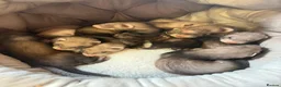Ferret rodents for sale: Ferret Kits  in Manchester - Advert 1