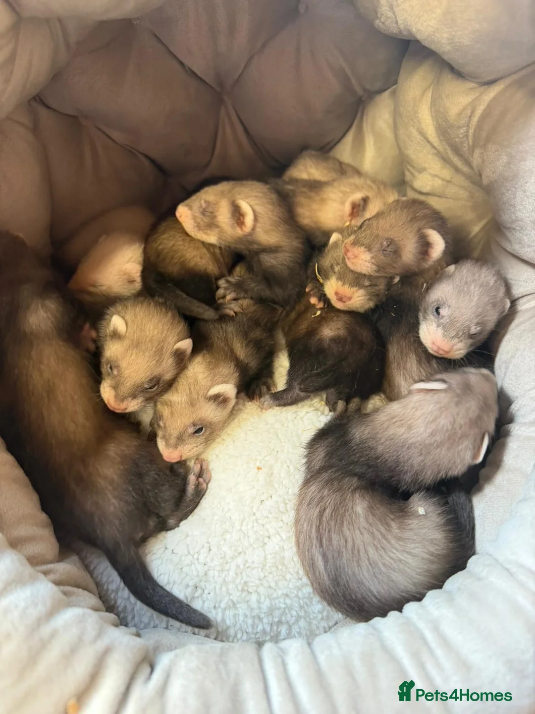 Ferret rodents for sale: Ferret Kits  in Manchester - Advert 1