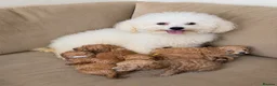 Poochon dogs for sale: F1 Poochon puppies Health Tested parents  - Advert 1