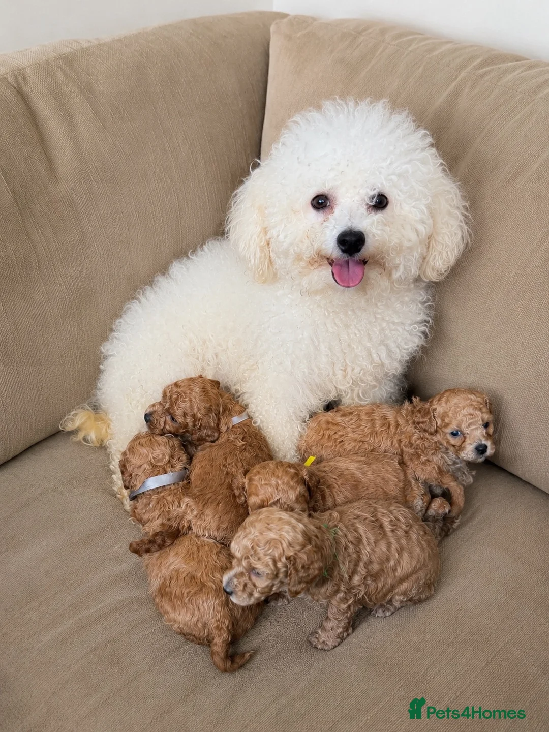 Poochon dogs for sale: F1 Poochon puppies Health Tested parents  - Advert 1