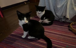 Mixed Breed cats for adoption: Rescue Brothers 6 months need forever home - Image 7