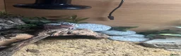 Leopard Gecko reptiles for sale: Full set up with Female Mack snow leopard gecko - Advert 4