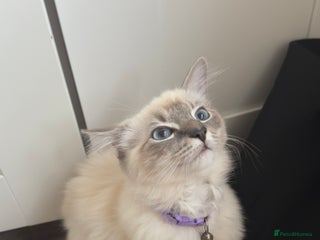 Ragdoll cats - Advert 13