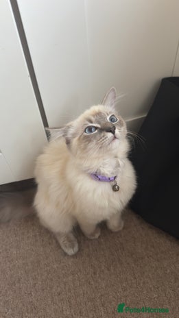 Ragdoll cats - Advert 14