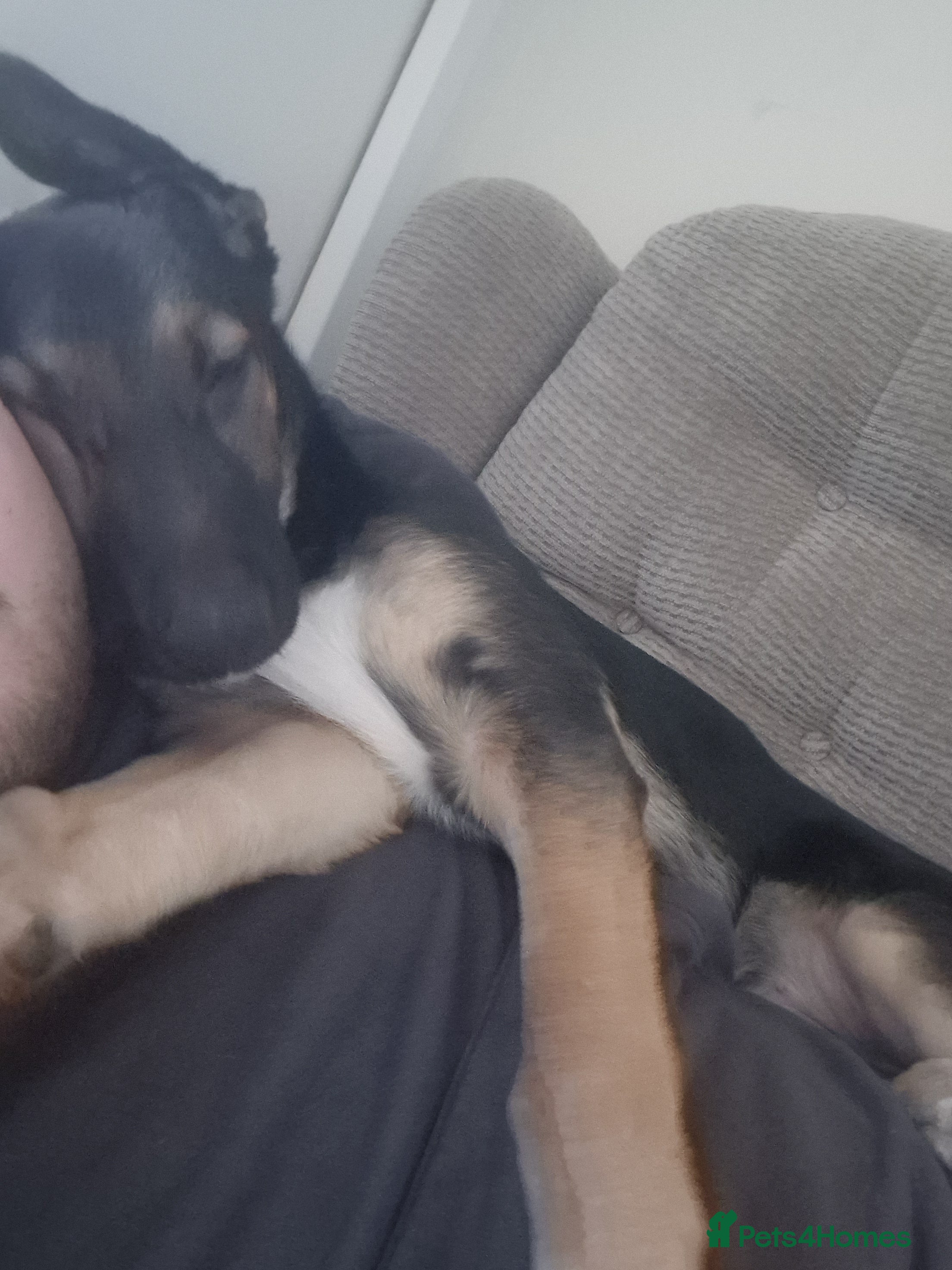 Mixed Breed dogs German shephard x border collier - Advert 1