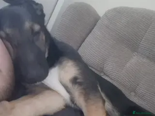 Mixed Breed dogs German shephard x border collier - Advert 3