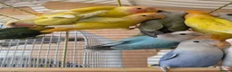 Lovebirds birds for sale: Baby Love Birds🦜 in Flint - Advert 3