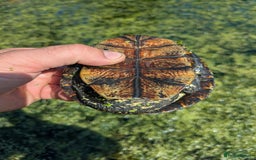 Turtle reptiles for sale: Emys Orbicularis European pond turtle - Image 5
