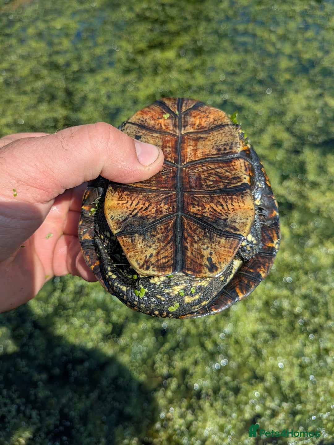 Turtle reptiles for sale: Emys Orbicularis European pond turtle - Image 5