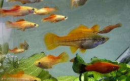 Swordtails fish for sale: Swordtails for sale - Image 4