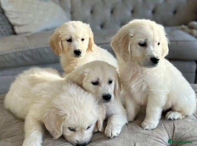 Golden Retriever dogs STUNNING CREAM GOLDEN RETRIEVER PUPPIES  - Advert 6