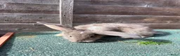 Giant Papillon rabbits for sale: continental giant , minilop , netherland draft - Advert 24