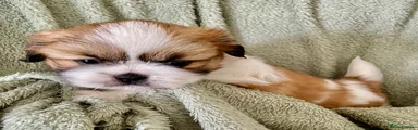 Shih Tzu 6