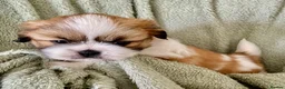 Shih Tzu dogs for sale: Imperial Shih Tzu Puppies  - Advert 14