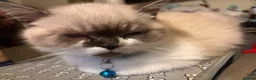 Mixed Breed cats for sale: Adorable Ragdoll cross kitten - Advert 8