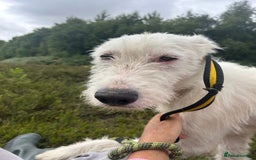 Mixed Breed dogs for adoption: Peter - Norwich Norfolk  - Image 5
