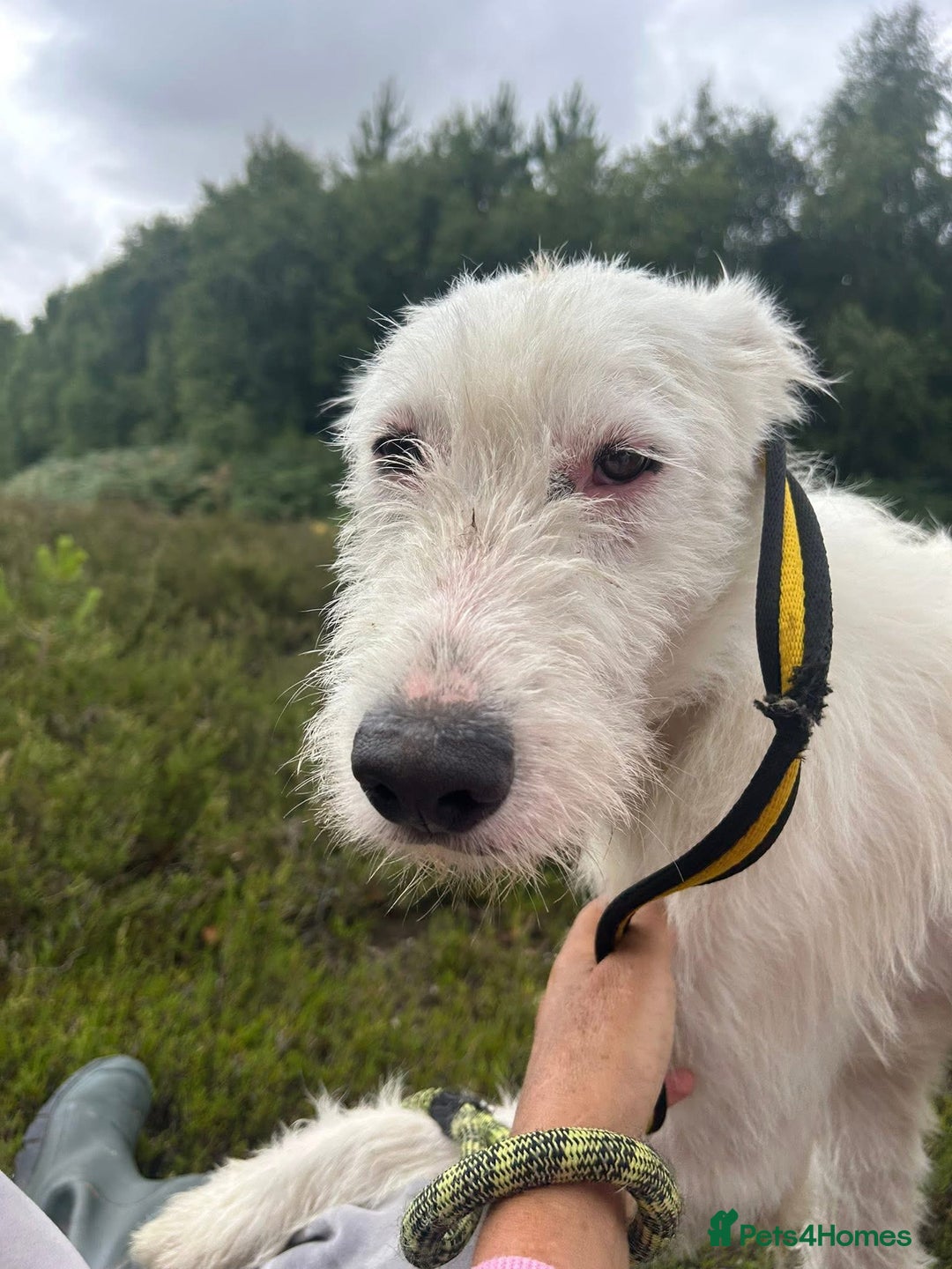 Mixed Breed dogs for adoption: Peter - Norwich Norfolk  - Image 5