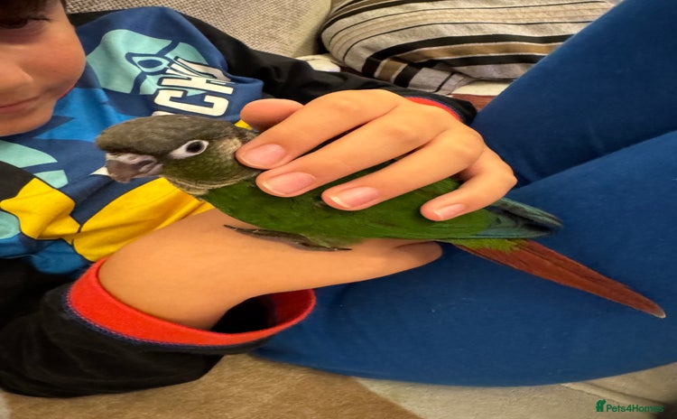 Conures birds - Advert 1