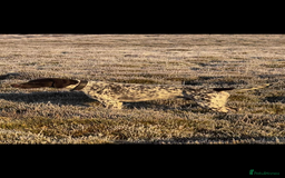 German Shorthaired Pointer dogs for sale: ⭐ 6 adorable German shorthaired pointer puppies ⭐️ - Advert 9