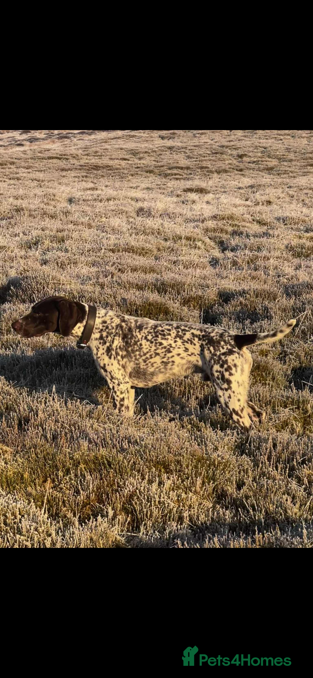 German Shorthaired Pointer dogs for sale: ⭐ 6 adorable German shorthaired pointer puppies ⭐️ - Advert 9
