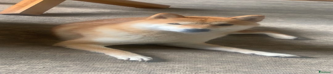 Japanese Shiba Inu Puppy 2