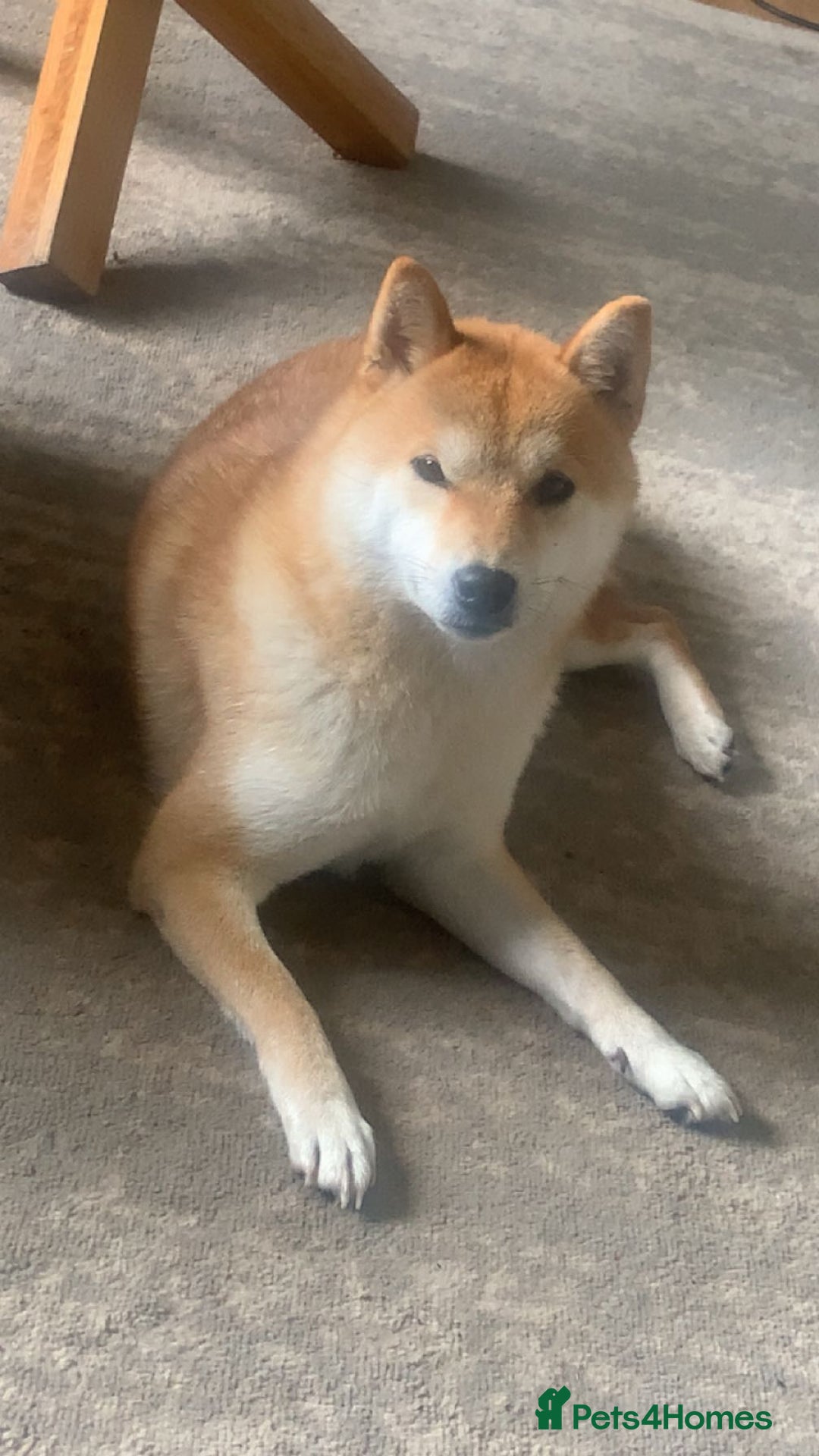 Japanese Shiba Inu dogs for sale: Female Japanese shilba inu  - Image 5