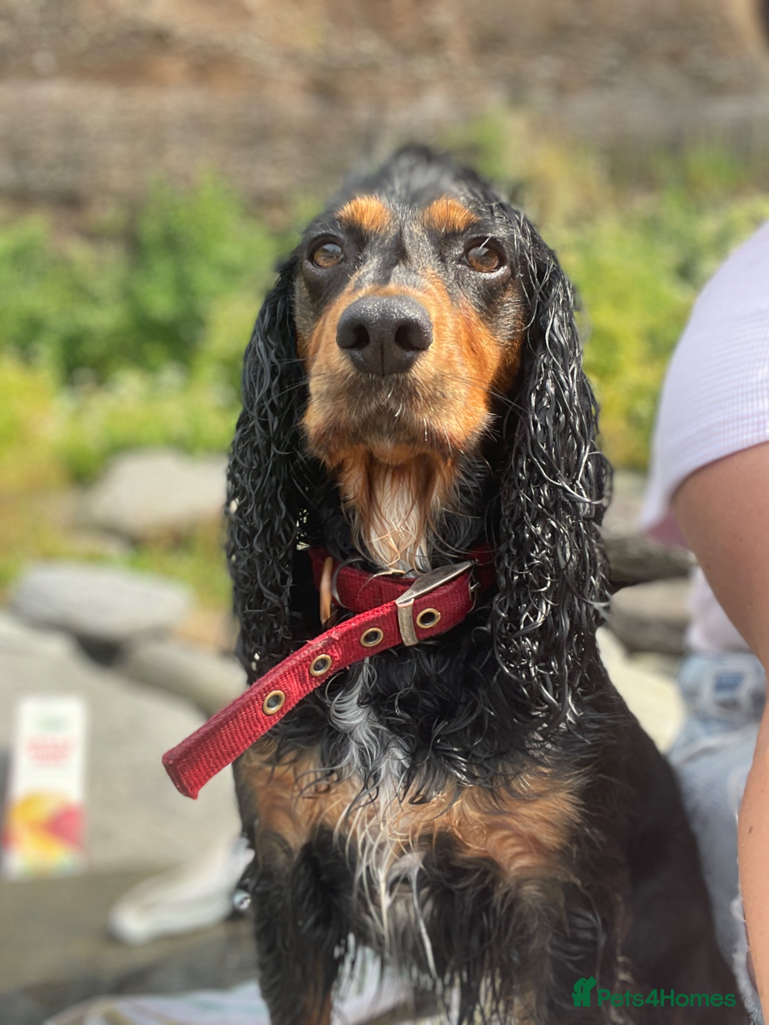 Cocker Spaniel dogs Cocker Spaniel males - Advert 18