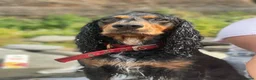Cocker Spaniel dogs for sale: Cocker Spaniel males - Advert 11