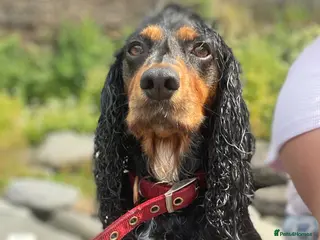 Cocker Spaniel dogs Cocker Spaniel males - Advert 18