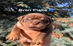 Olde English Bulldogge dogs for sale: RAINBOW OLD ENGLISH LITTER !!! - Image 5
