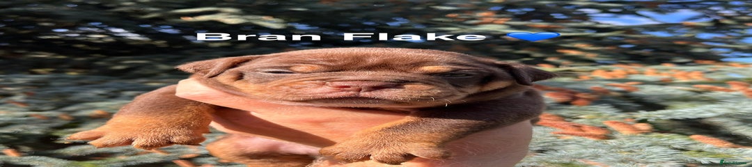 Bran flake